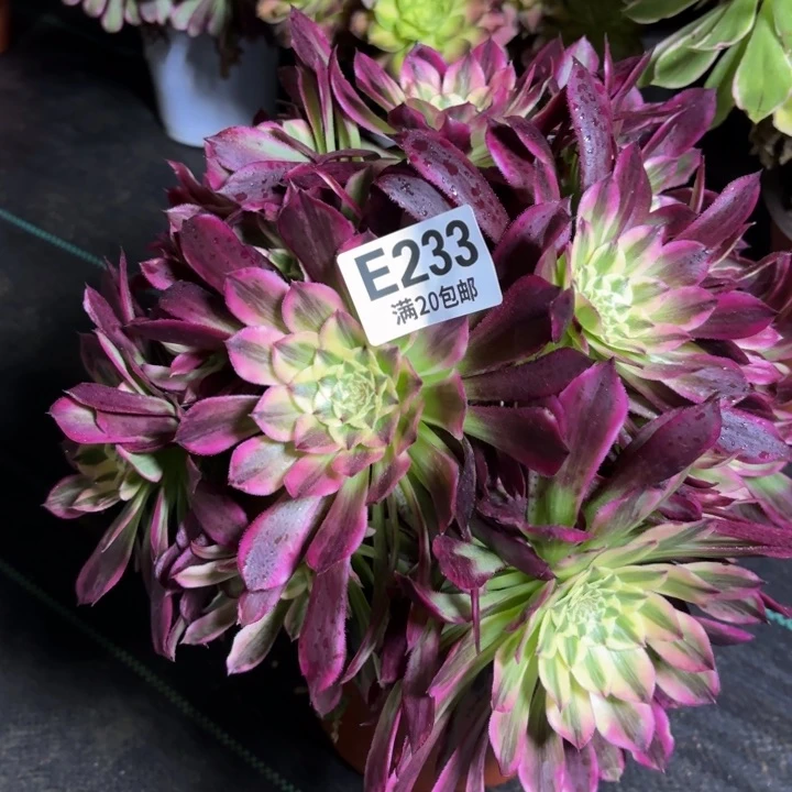 瑞妈一物一拍233