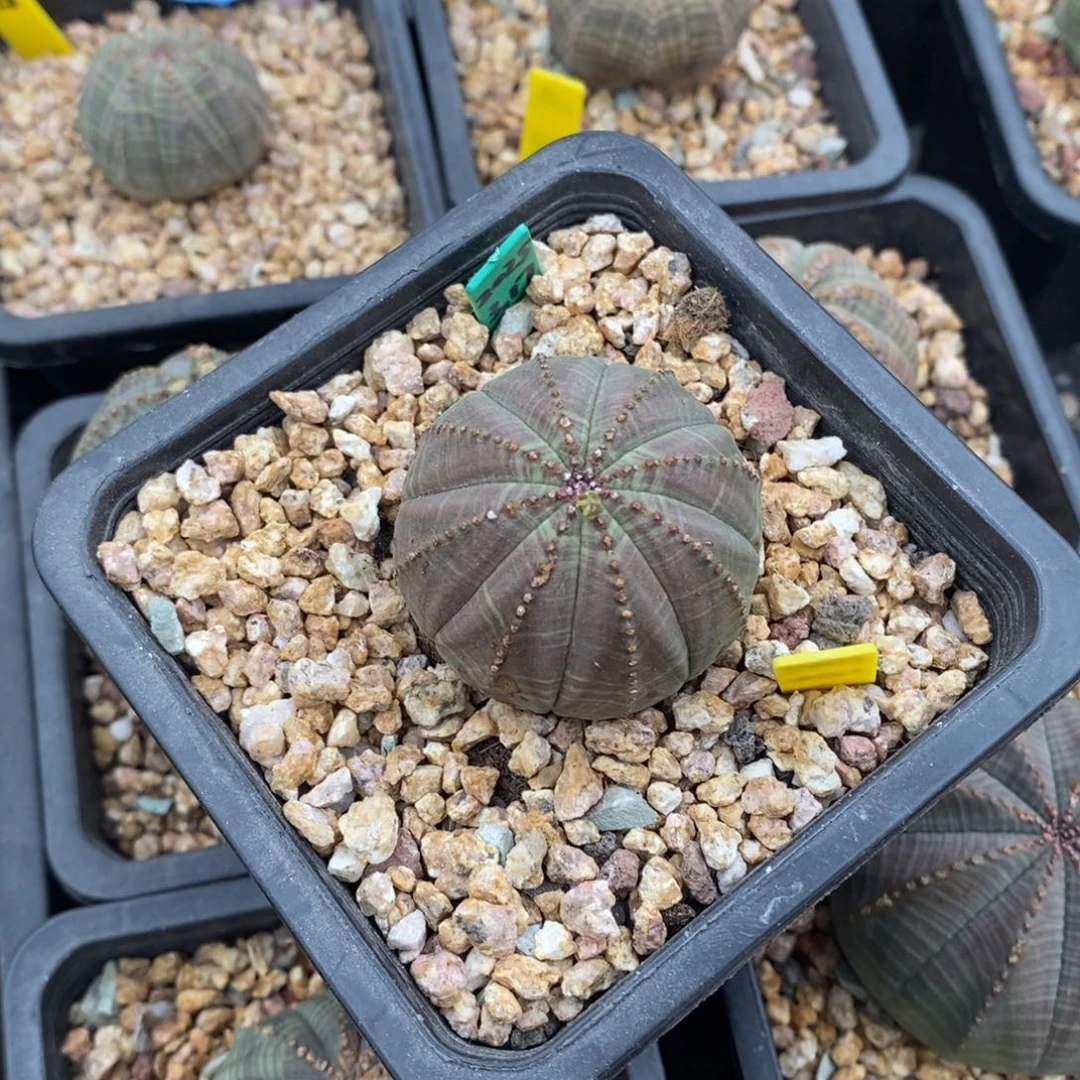 12 欧系实生布纹球多肉植物