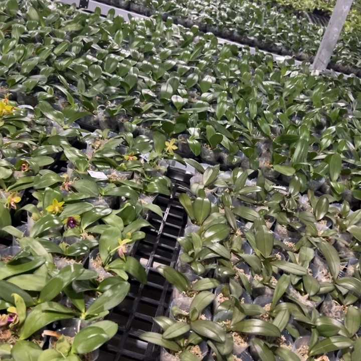 不开花植物金发小可爱2.5