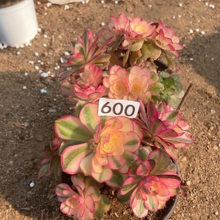 幸*600多肉植物倾城有砍2棵