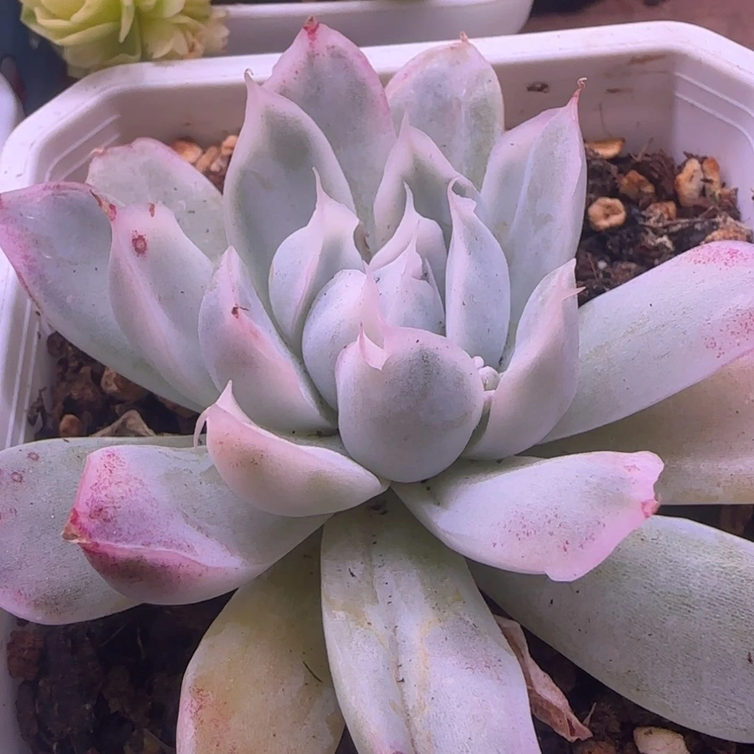 辛普森锦 多肉植物
