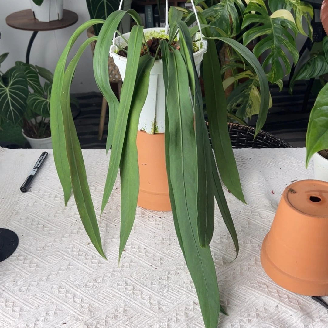 完全开放双头老桩维塔