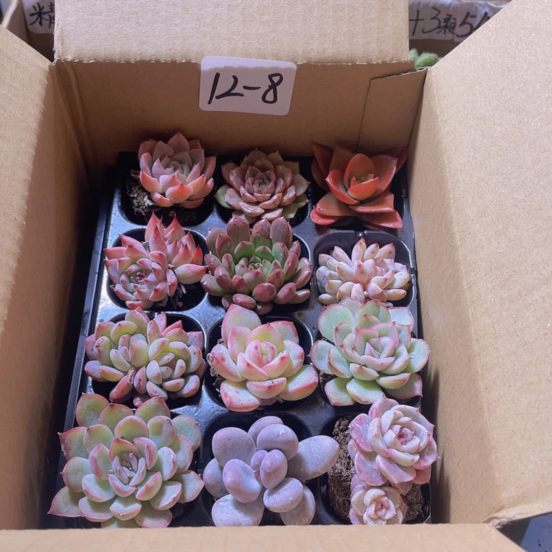 【闪购商品】12颗-8