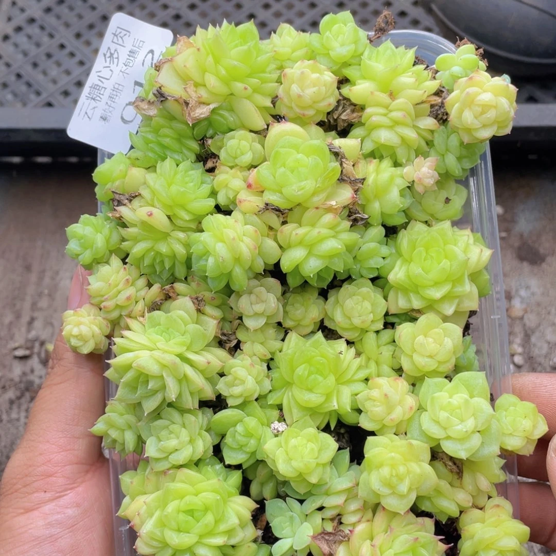 云糖心多肉植物12