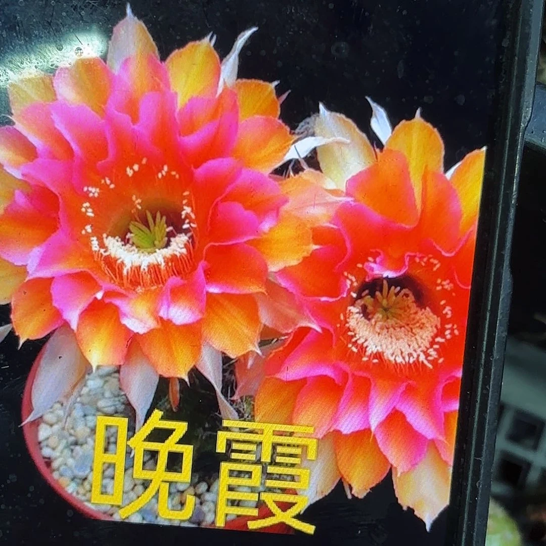 晚霞彩侧牙20包邮仙人球32