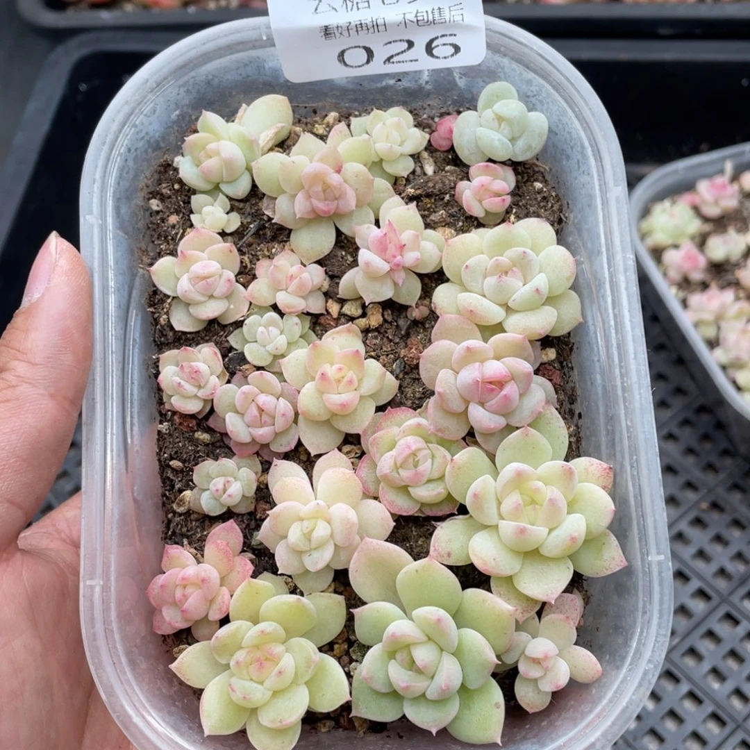 云糖心多肉植物26