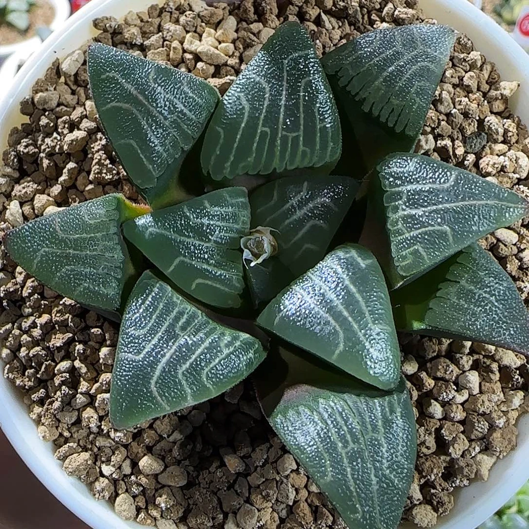 579号实生克一物一拍带盆土