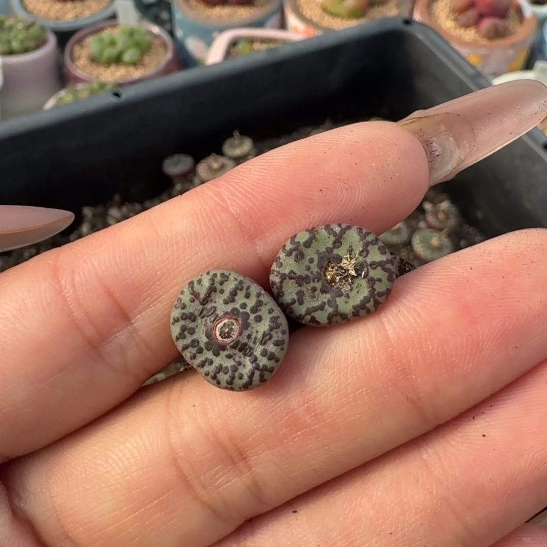 WC霓虹安珍福利一颗