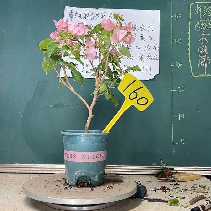 当前无花栽培后可以开花暗斑丽人 160