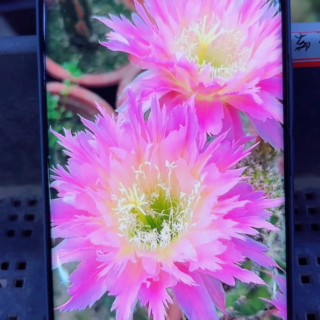 下74毛紫薇星歪无根侧芽4公分左右20包邮