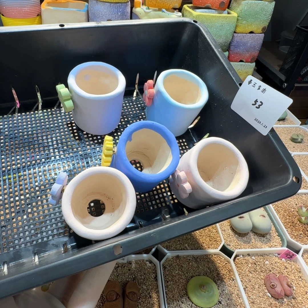 卓*念多肉多肉多肉1.25-053