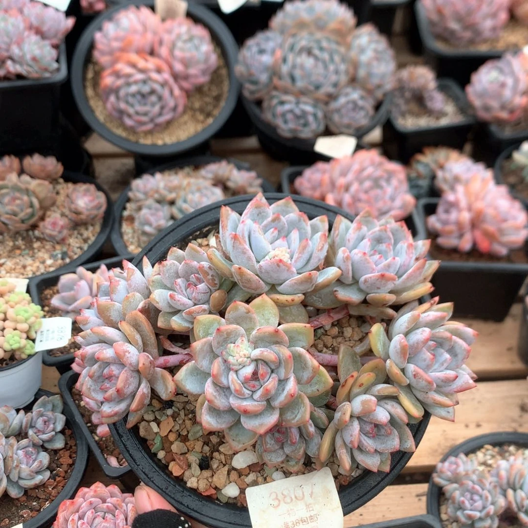 17厘米10头有砍石榴籽3807