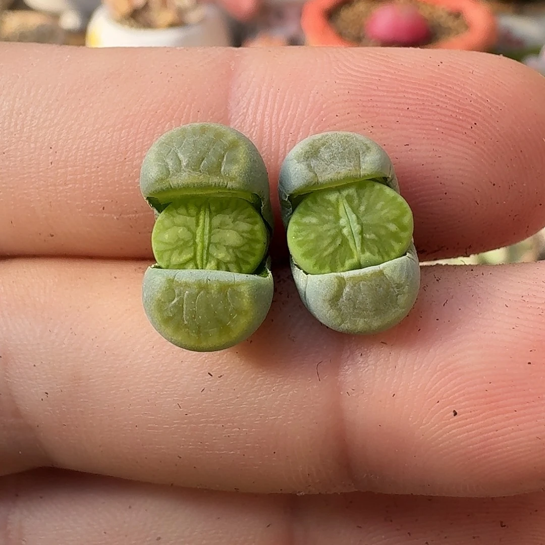 A903纯绿绿巴里版绿菊两年半偏小