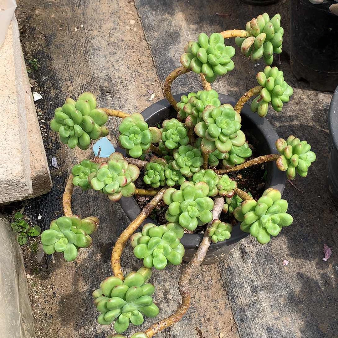 香格里拉一物一拍4-44