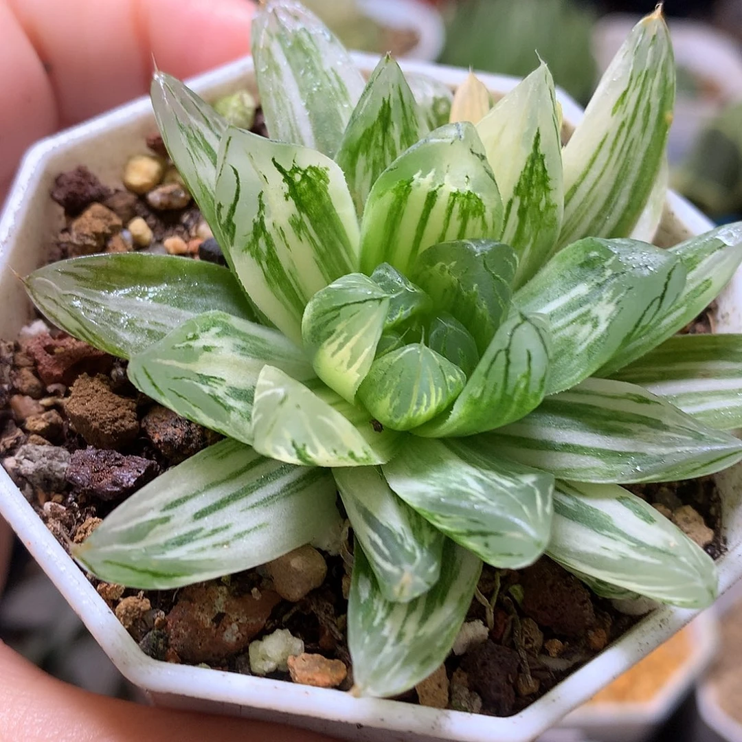 花火玉露锦带盆土发货哟