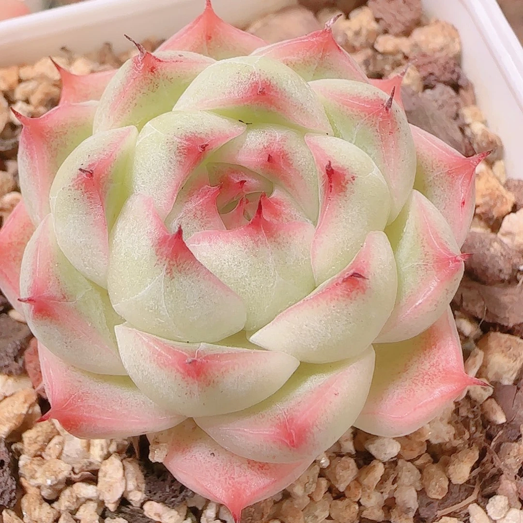 花语逸镜1123-280