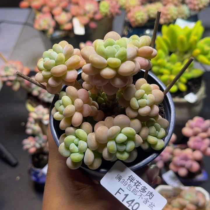 洛可可140/7cm多肉