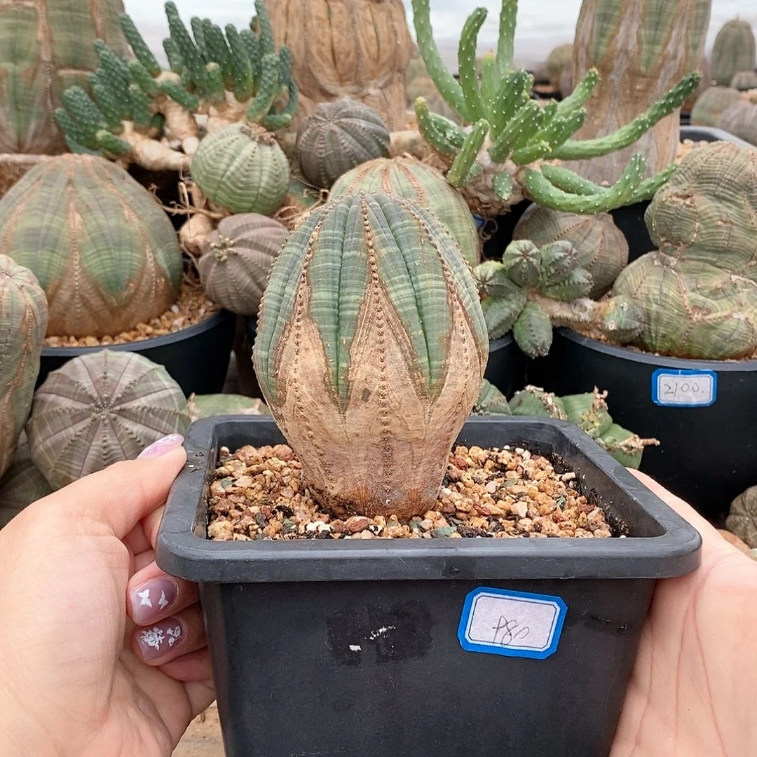 欧系布纹球多肉植物