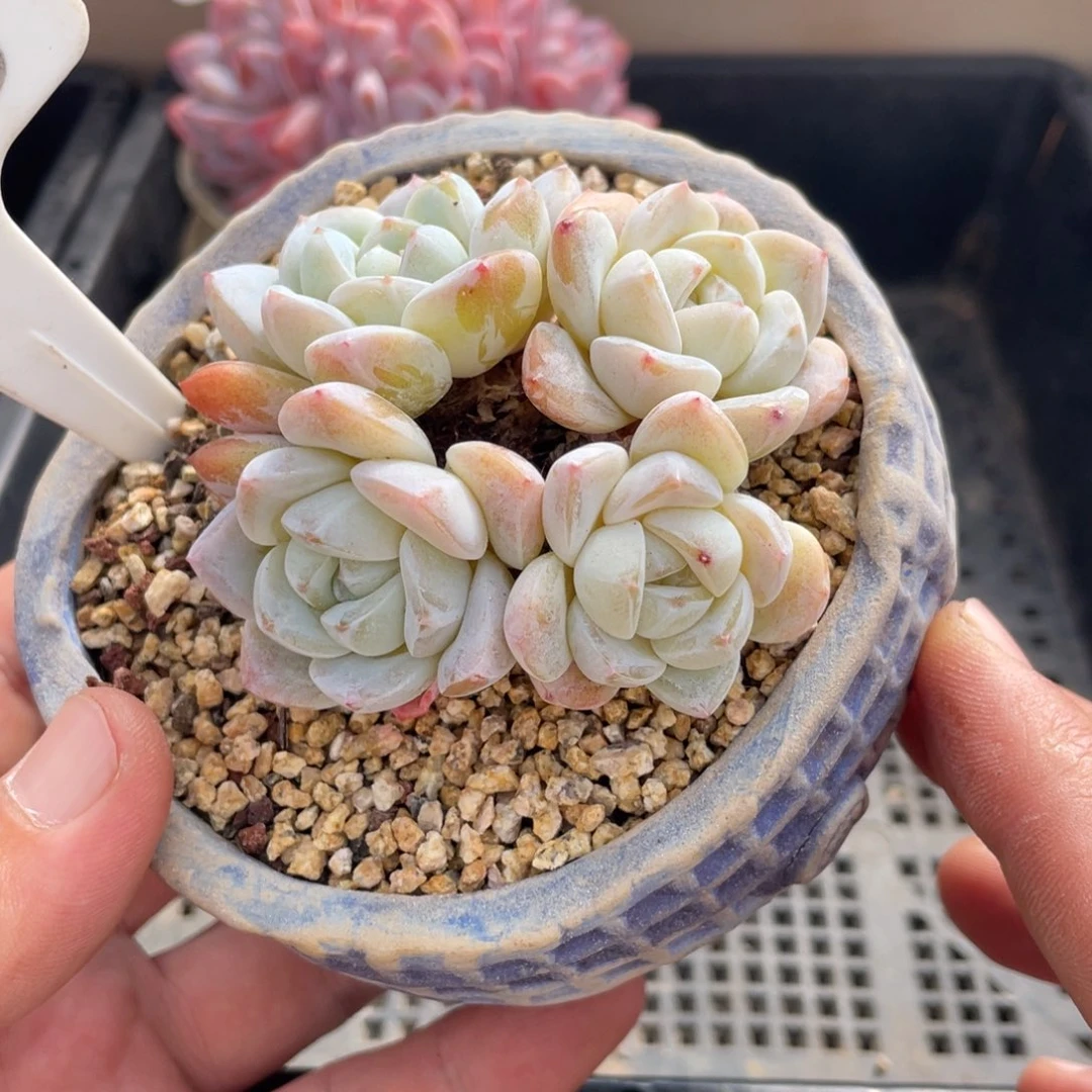 355雪媚娘不带盆7厘米