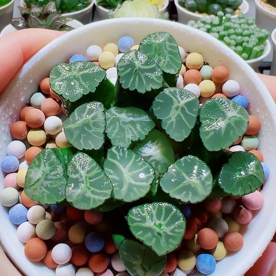 火烧云万象，15.8，666