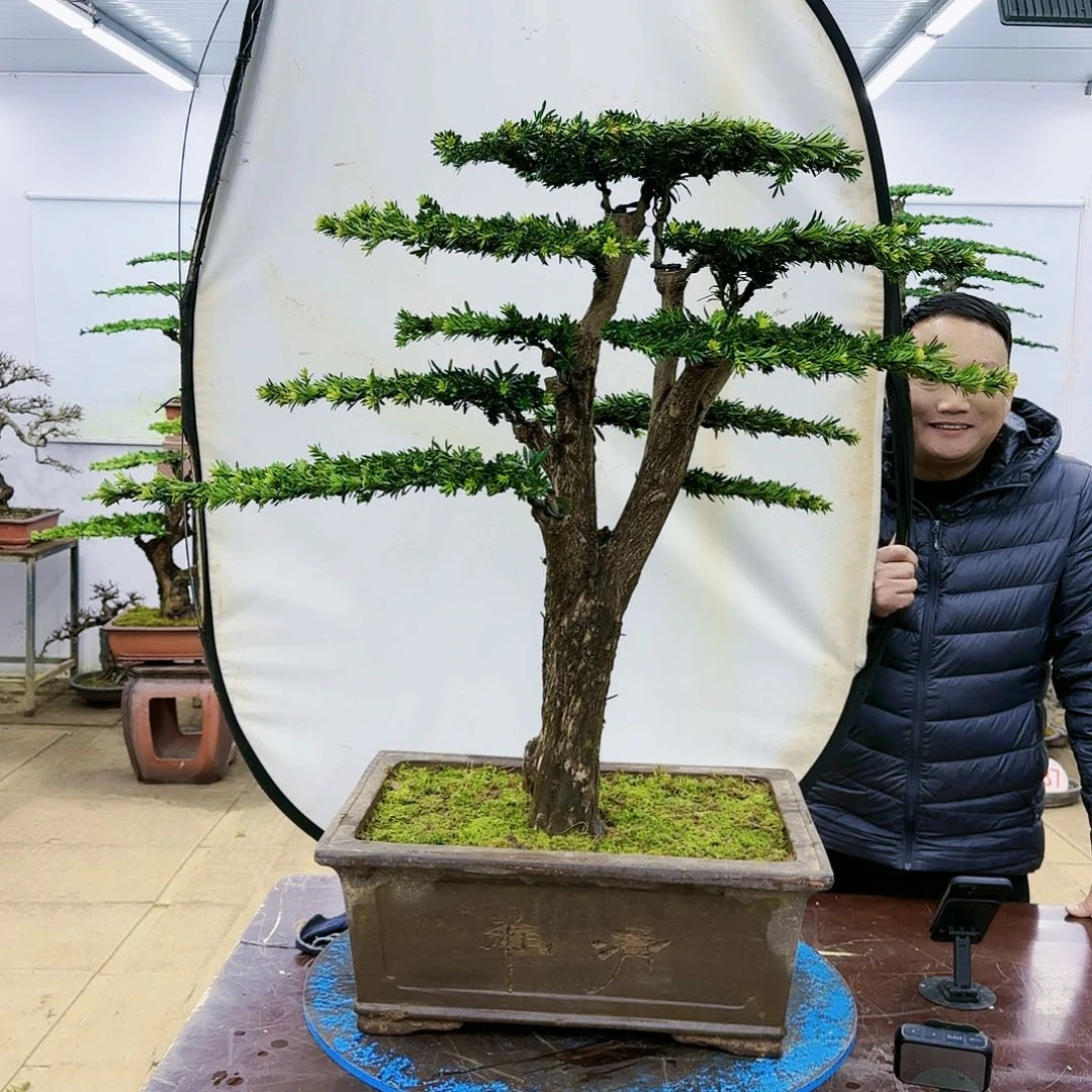 盆景欢迎大家一起来捡漏