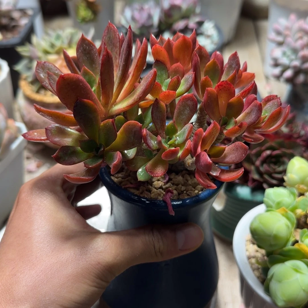 绯红之夜多肉植物ru zhi chi