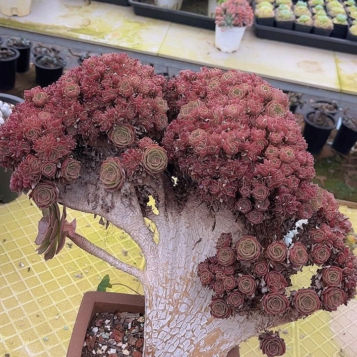 万圣节朵朵缀2109多肉植物
