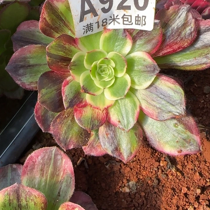 多肉法师淘宝福利