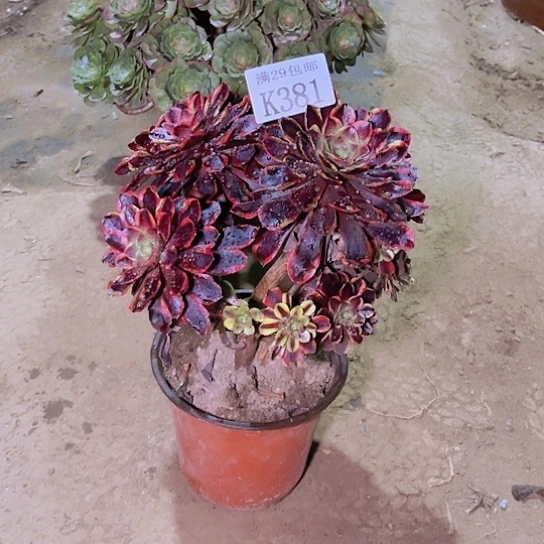 381欧佳丽多肉植物