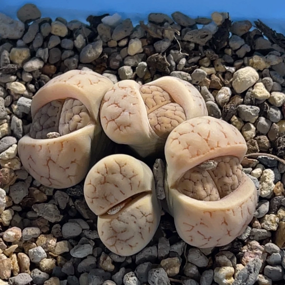 5161群生4头荒玉189