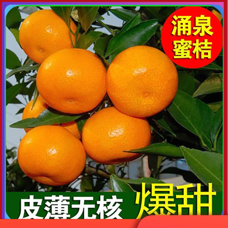 正宗浙江台州临海涌泉蜜桔橘子5斤当季新鲜水果整箱黄岩蜜橘10斤