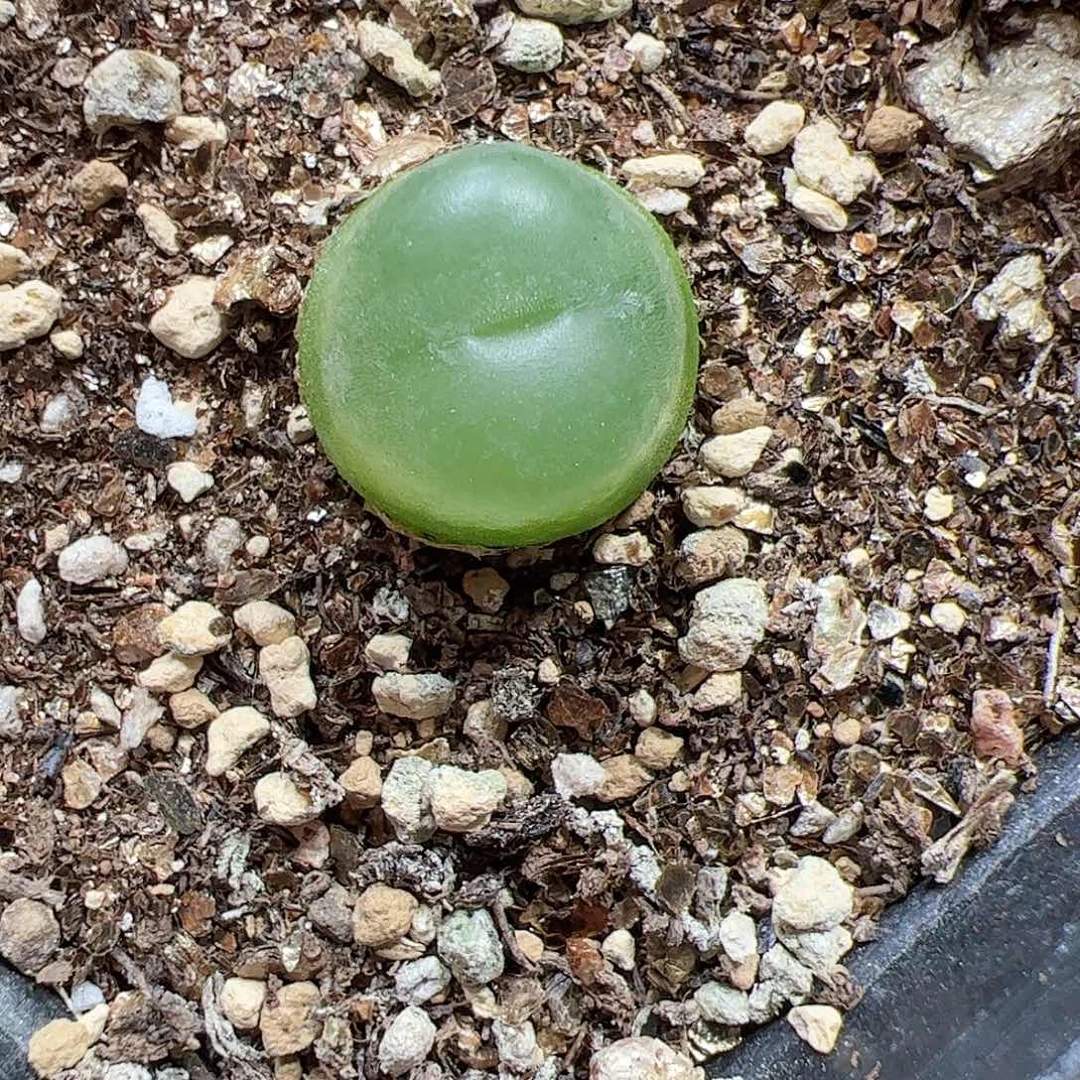 【闪购商品】118拉登