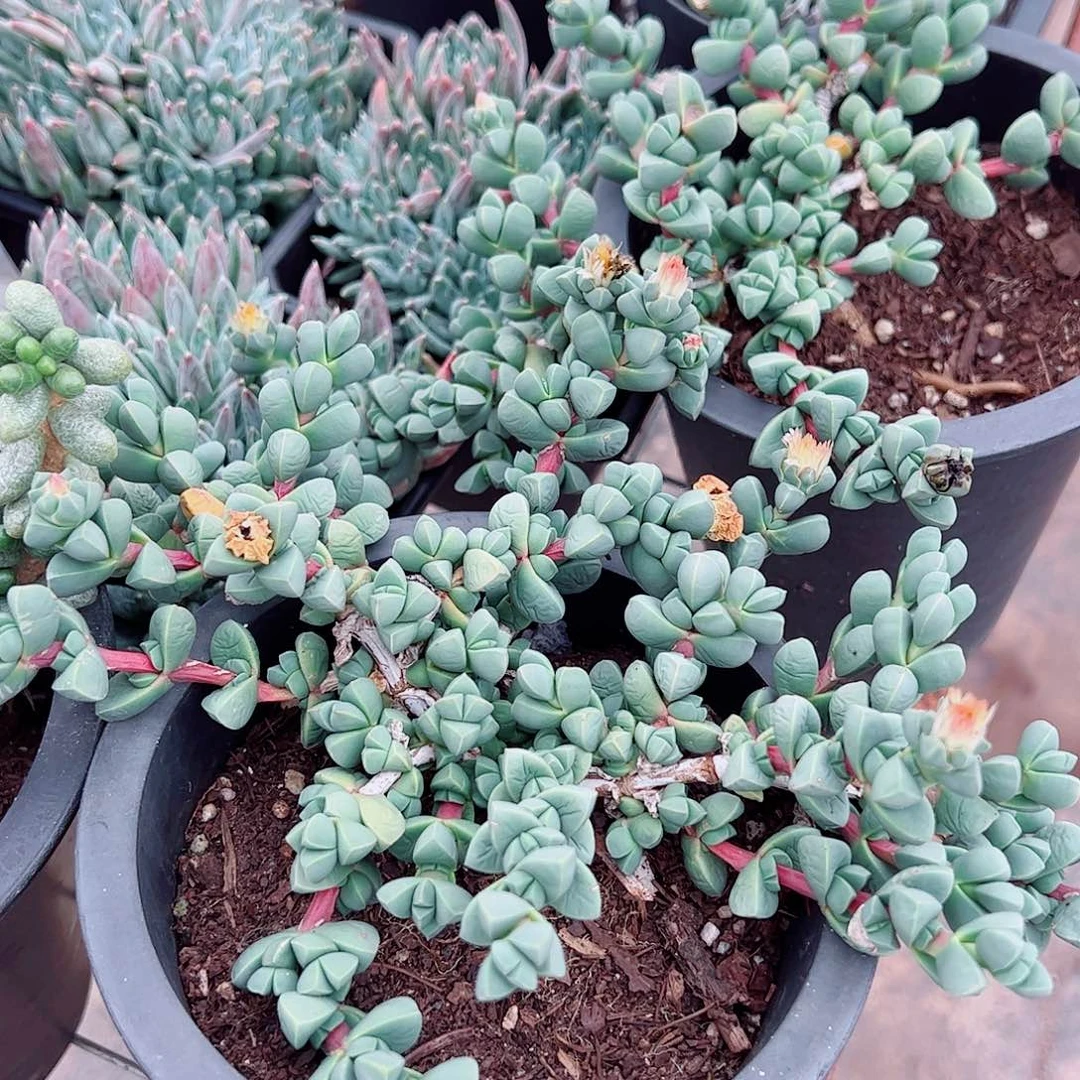 鹿角海棠多头群生老桩