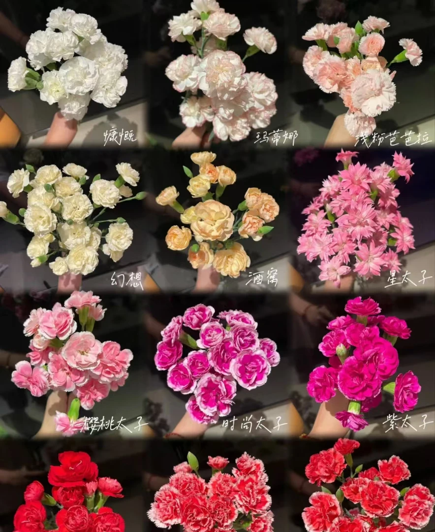 【多头康乃馨】云南鲜花 多丁 中通冷链包邮