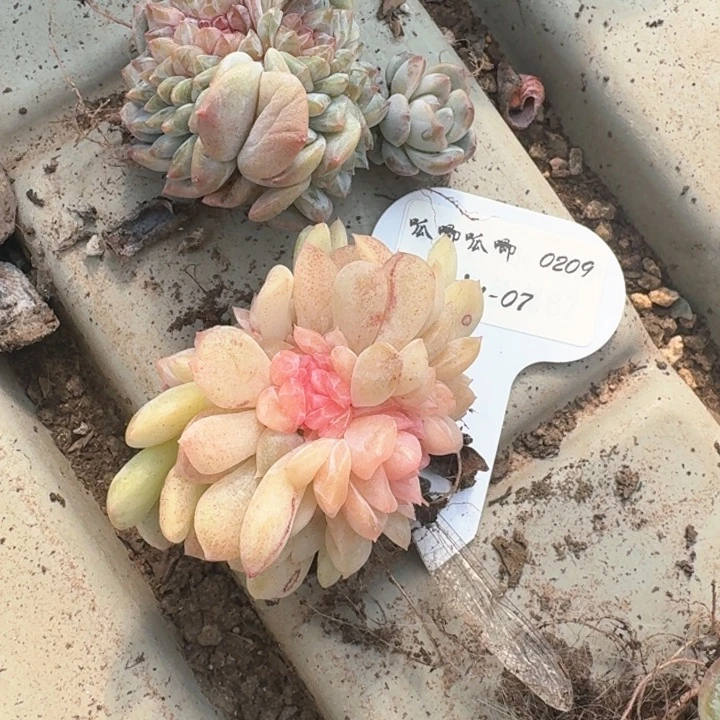 红陶0209-07-缀化两颗