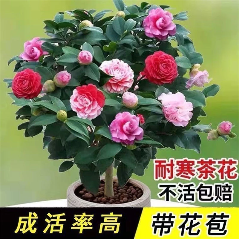 带花苞五色赤丹山茶花树苗盆栽室外庭院内耐寒好养浓香型四季常青