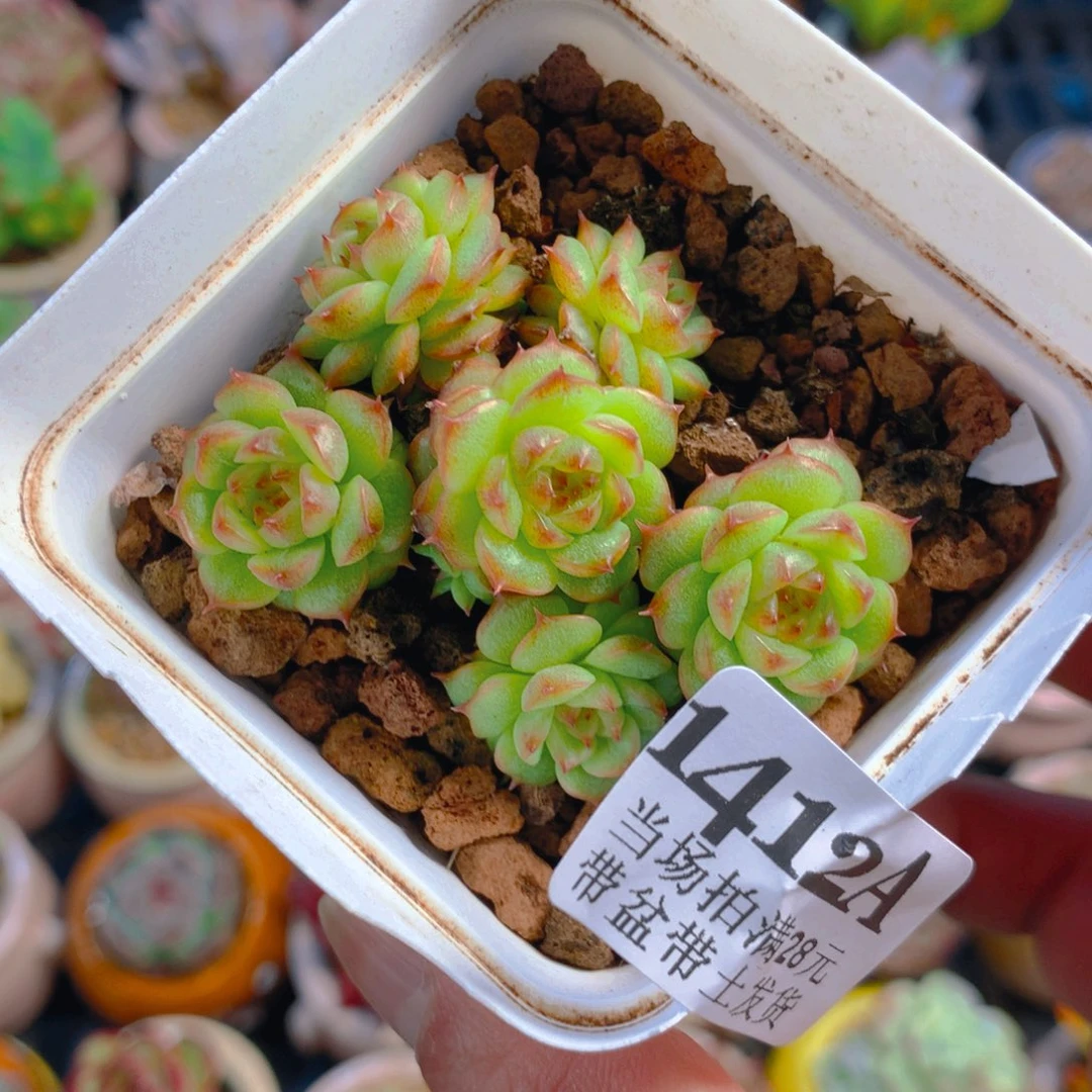 精控多肉植物麦秆群1412