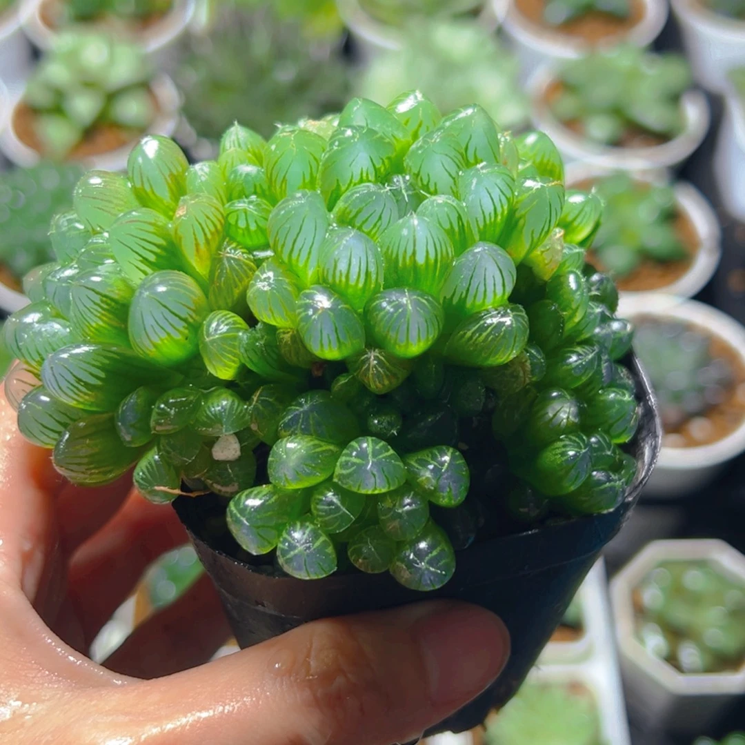 冰灯群多肉多肉多肉一颗