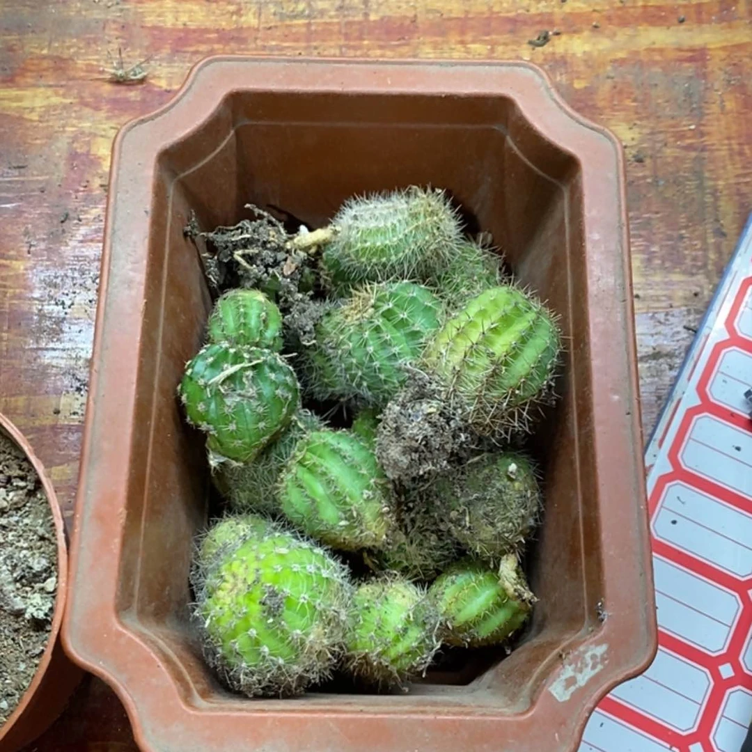 【闪购商品】侧芽40个