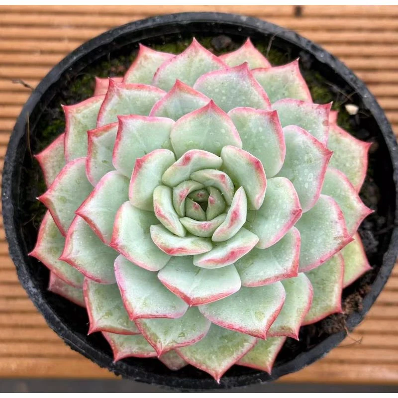 10#听雨多肉植物     前男友精品多肉 sm0054