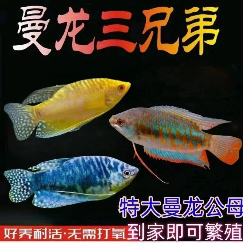 热带观赏鱼曼龙鱼五彩招财丽丽鱼珍珠马甲好养耐活小型鱼不用打氧