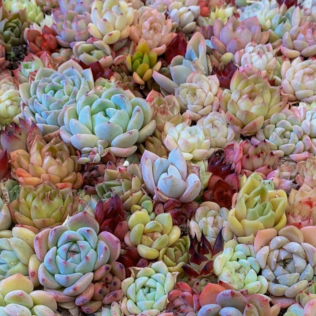 499多肉植物保护研究所所长