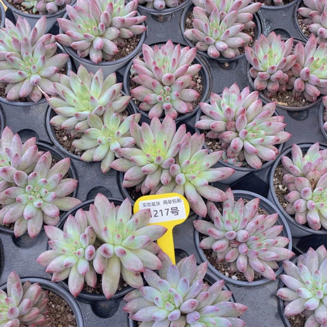 1217号 虞美人大双头一个