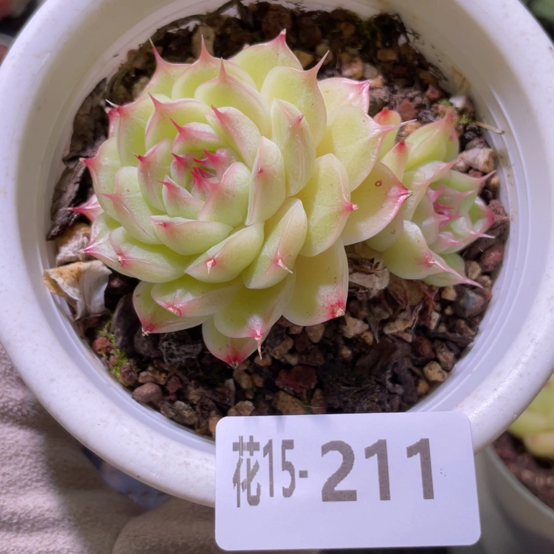 花利美15-211麦秆