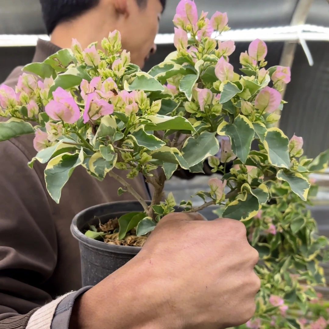 完全开放（蓝莓马斯）三角梅会掉花掉叶有大有小