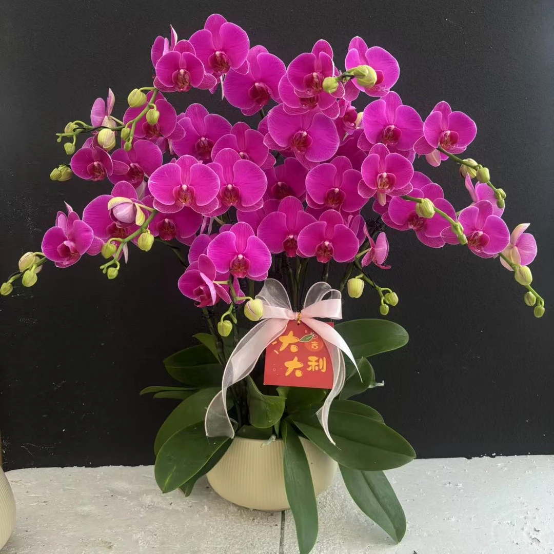 （恭喜发财）蝴蝶兰鲜花高雅唯美高级盆栽观花花卉