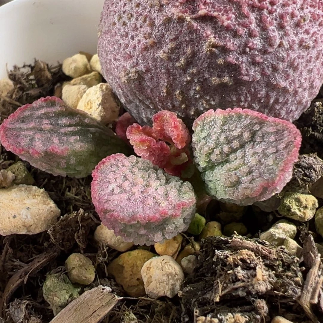 110实生新品磨砂颗粒