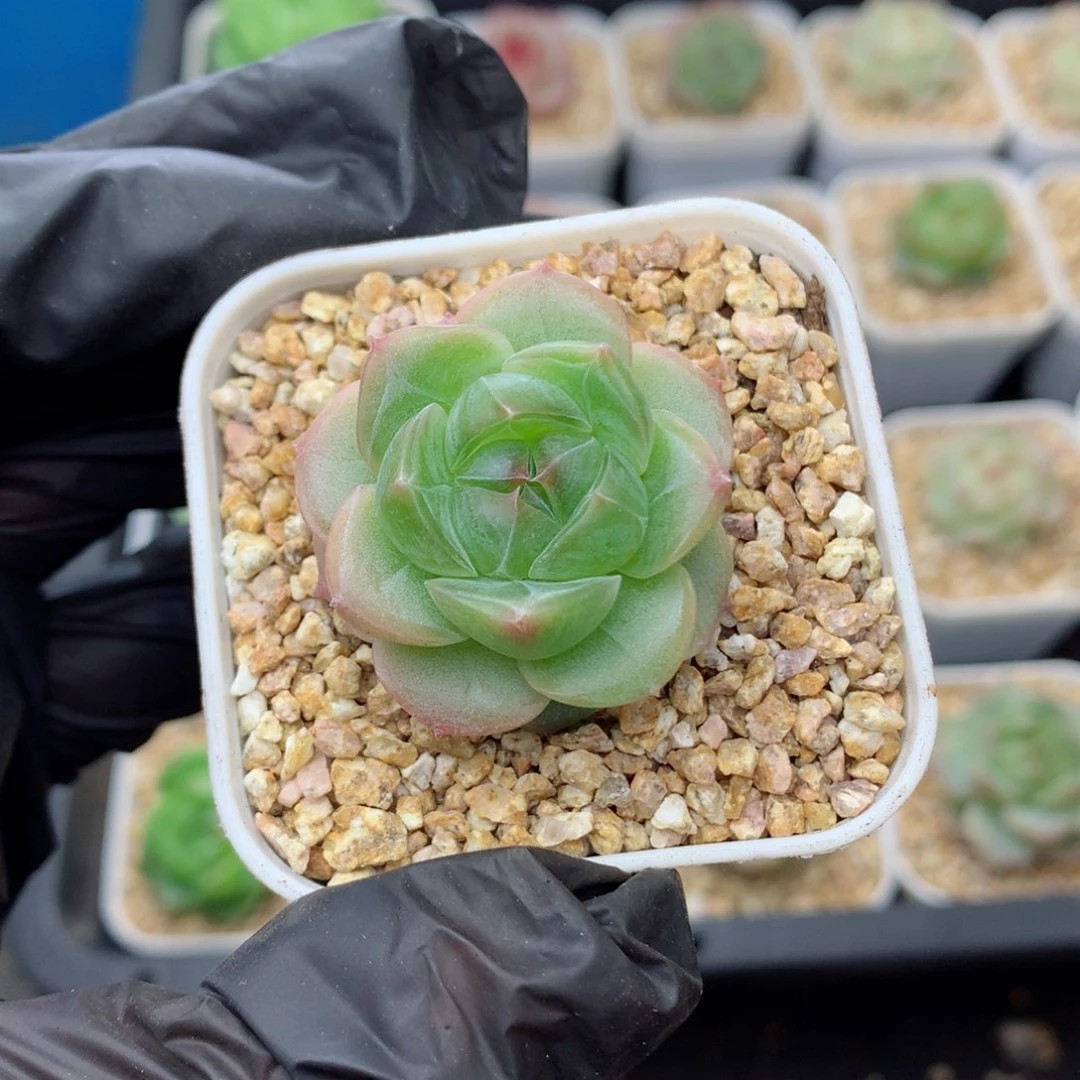 58包邮  群生不包整糖心14