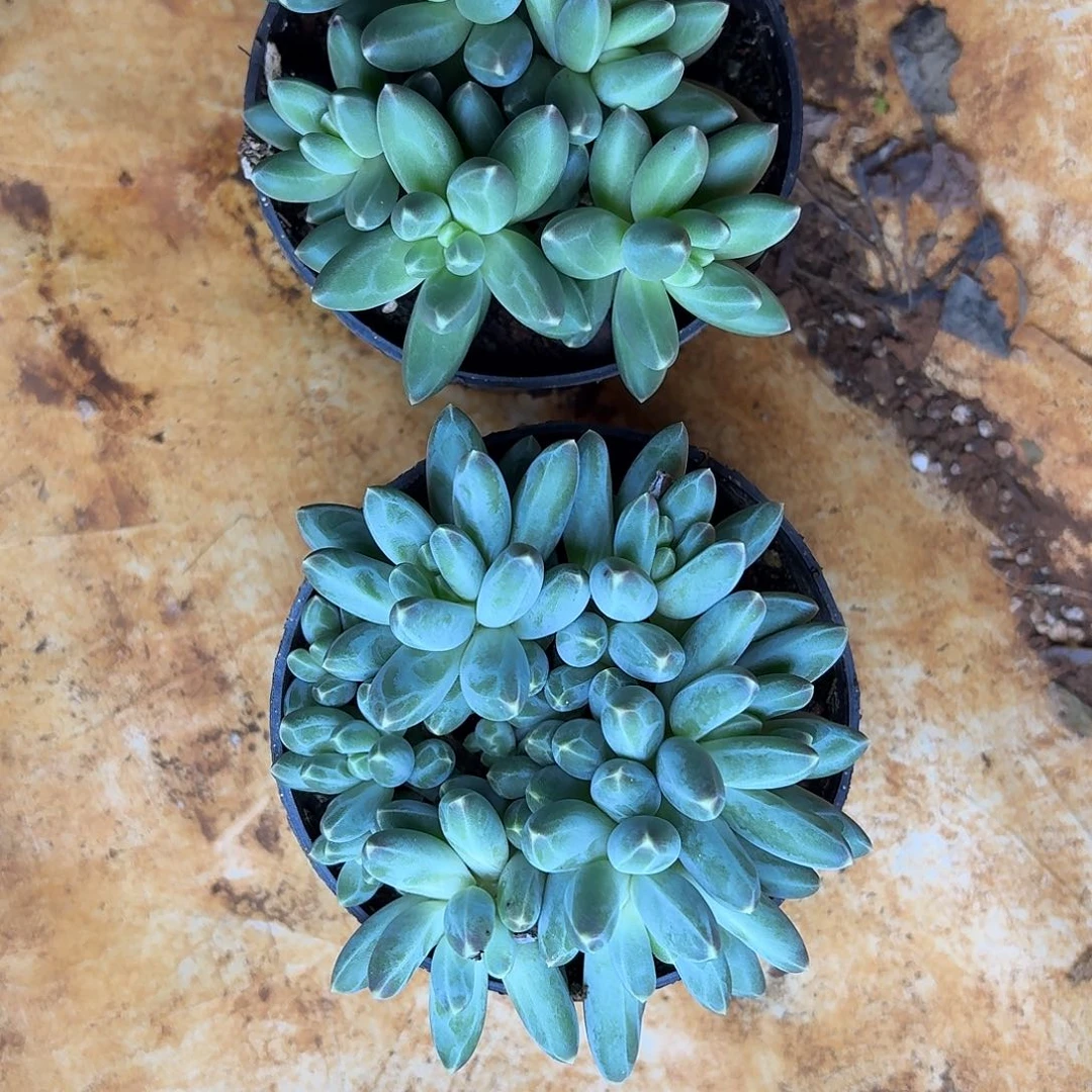 多肉植物伊卡鲁斯群