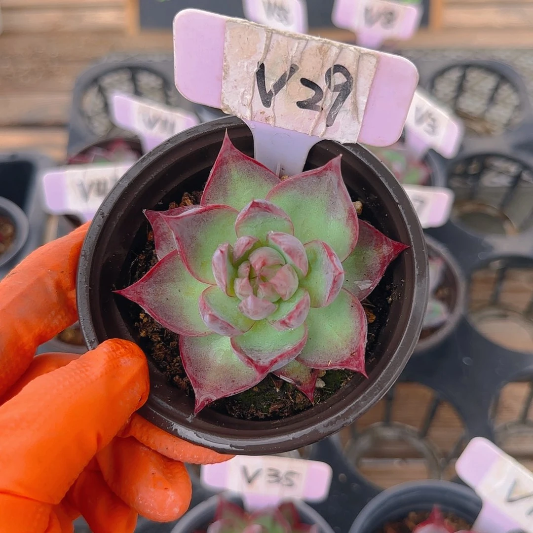 微**拂V29 惊鸿单头多肉